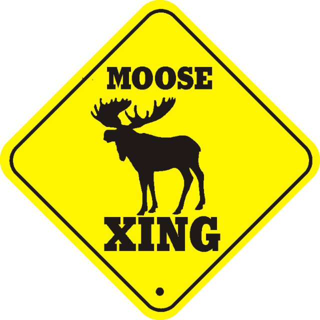 Moose is loose: bad beat report